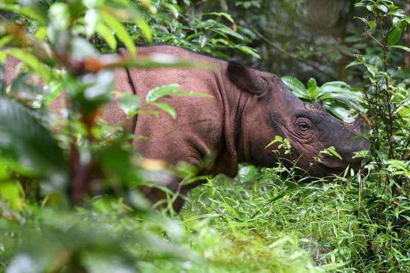 les rhinocéros de Sumatra