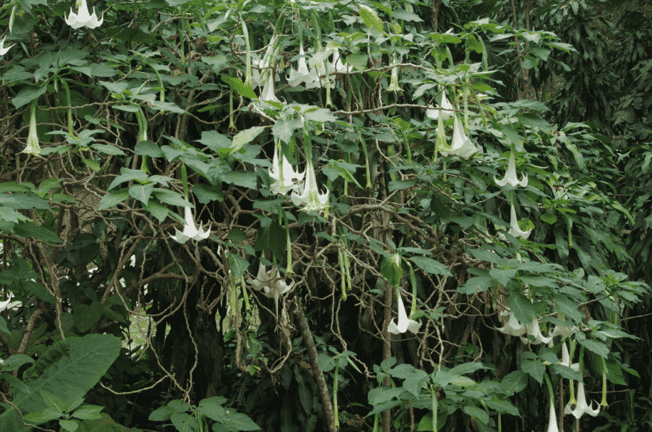 Brugmansia × candida BOLIVIE