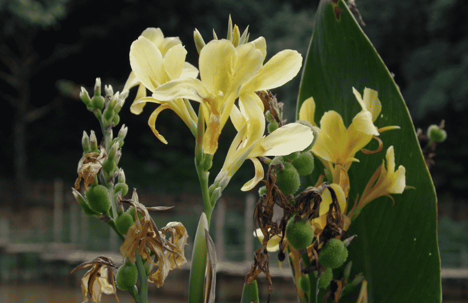 la flore en Amérique du Nord et du SudCanna glauca