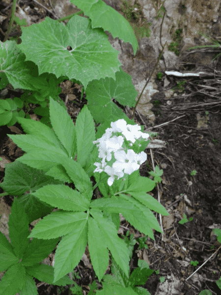 Cardamine heptaphylla Gresse en Vercors