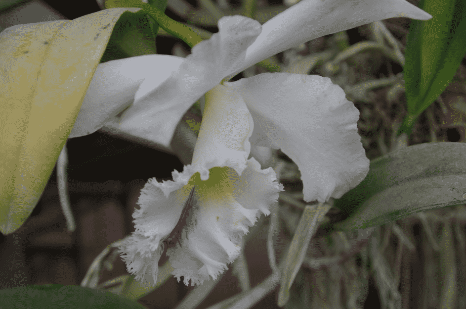 la flore en Asie Cattleya mendelii