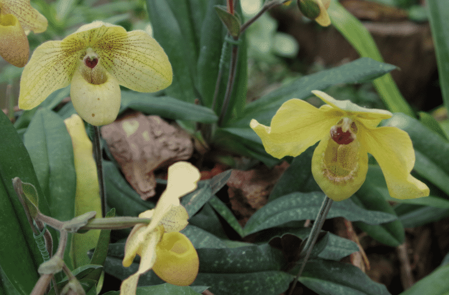 la flore en Amérique du Nord et du Sud Erythronium americanum