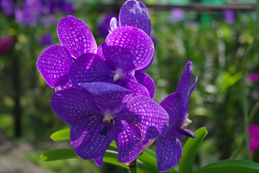 orchidées en Thailande