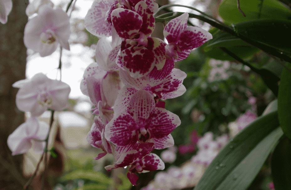 Phalaenopsis spp
