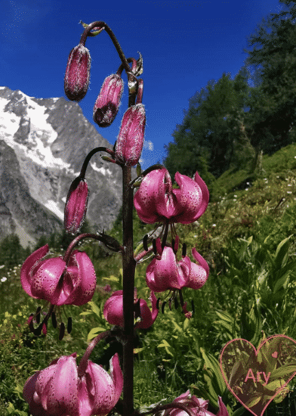 la flore en europe Lilium martagon