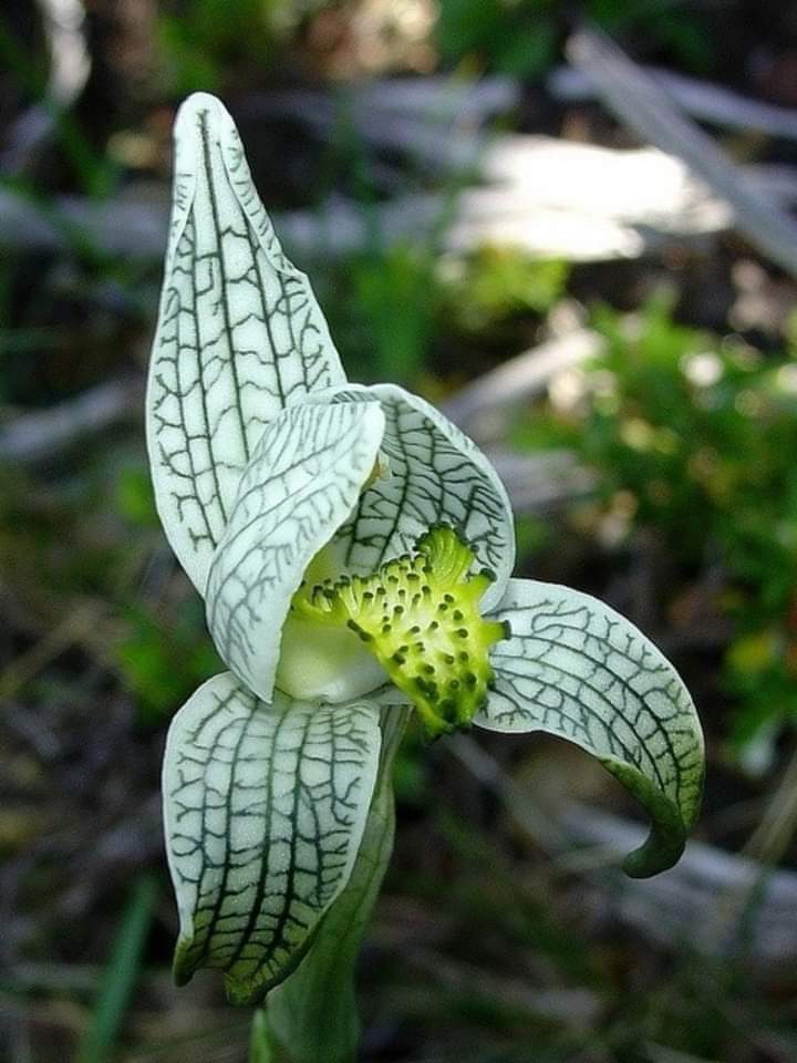 Chloraea Magellanica ou Orchidée porcelaine