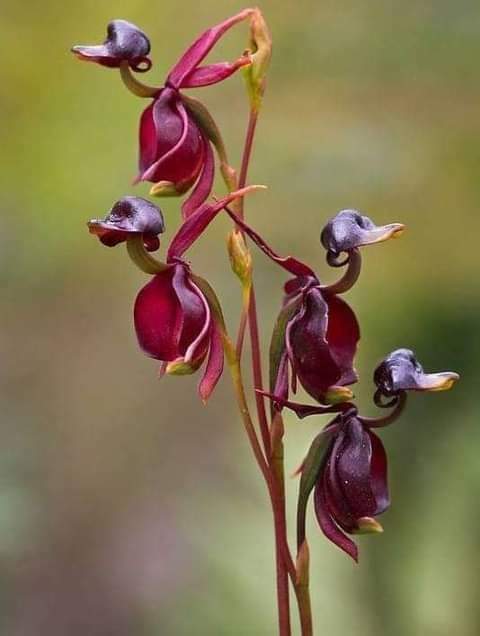 L’orchidée canard volant