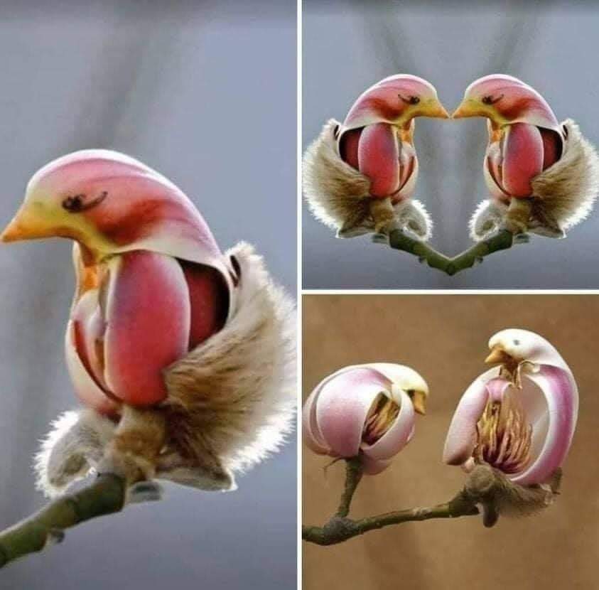 Magnolia Liliflora