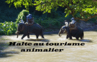 Halte au tourisme animalier