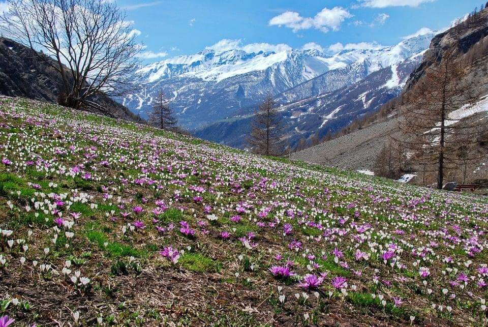 Un herbier de voyage tour du monde fleurs dans les Alpes