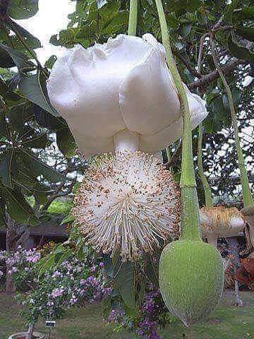 fleur de boabab