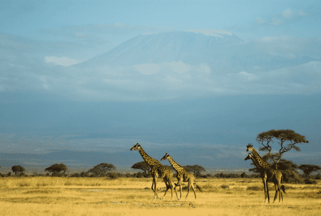 Les 5 meilleurs destinations écotourime autour du Monde La Tanzanie