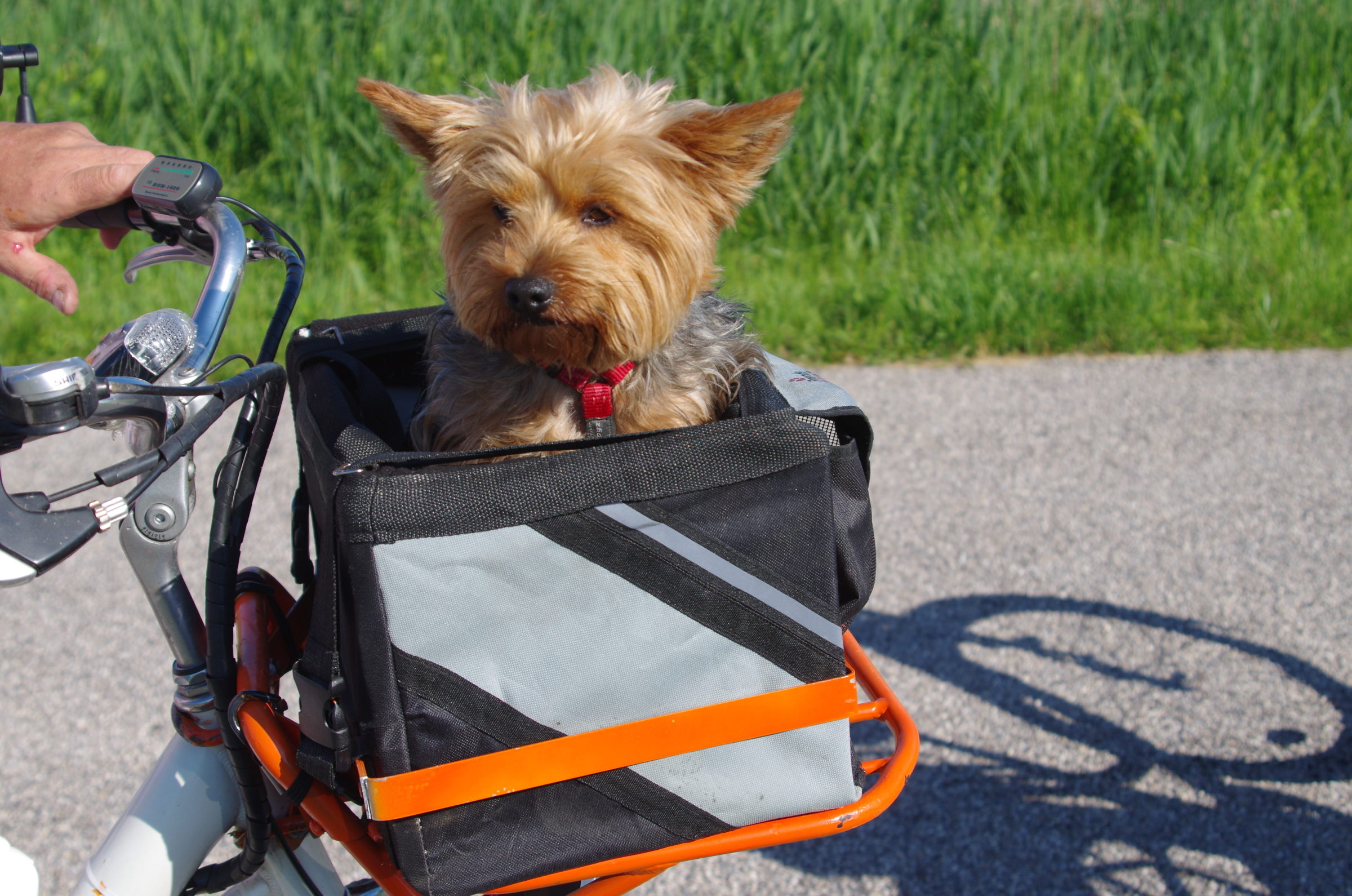 Road trip avec votre chien  les meilleures destinations Maya en vélo