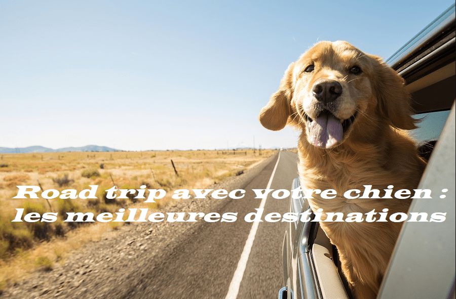 Road trip avec votre chien les meilleures destinations