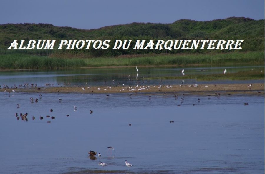 Album photos du Marquenterre