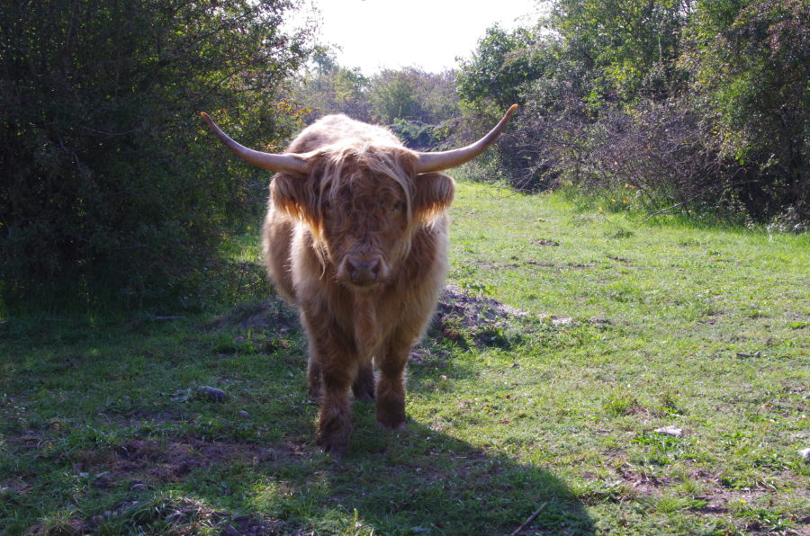 La vache Ecossaise en Baie de Somme