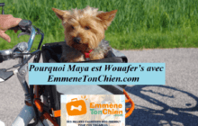 Pourquoi Maya est Wouafer's avec EmmeneTonChien.com