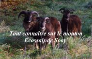 Tout connaître sur le mouton Ecossais de Soay