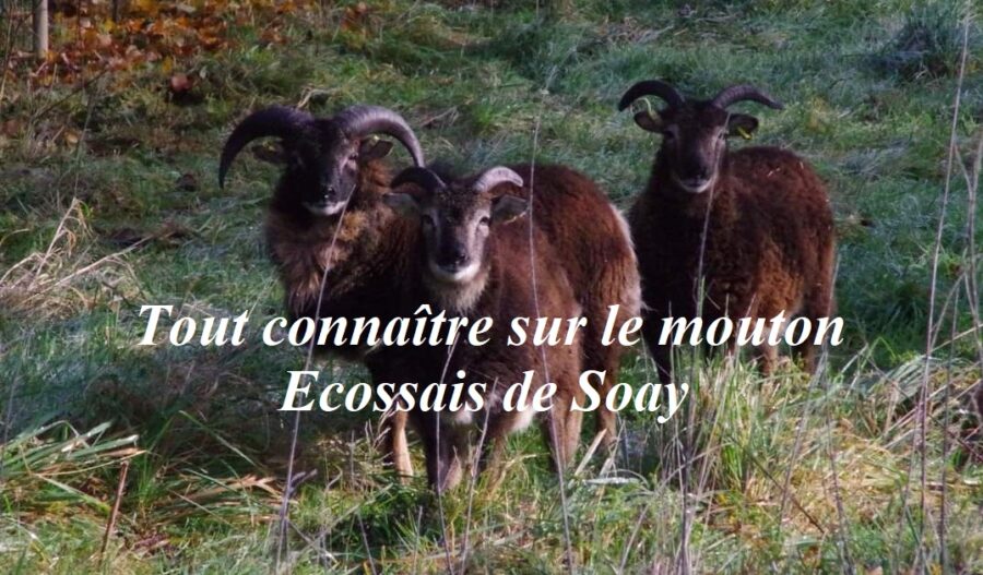 Tout connaître sur le mouton Ecossais de Soay