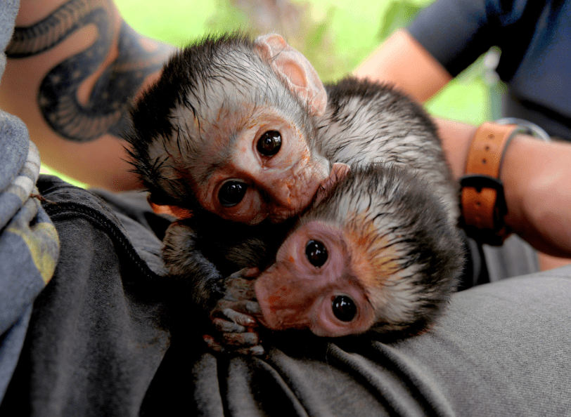Une expérience de volontariat inoubliable en Afrique du Sud les bébés singes