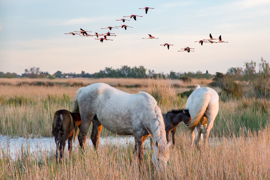 Week-end ensoleillé dans le Gard entre nature histoire et saveurs la Camargue