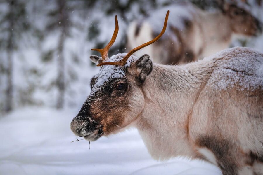 Comment découvrir la magie de l'hiver en Finlande Les Rennes 